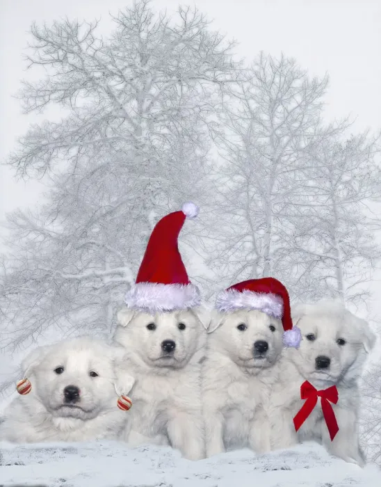 Framed Print : Great Pyrenees puppies with Christmas decorations