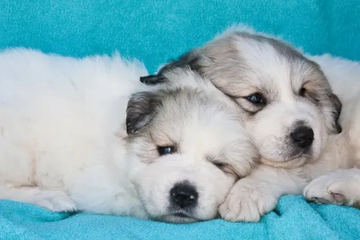 Framed Print : Two Great Pyrenees puppies lying together on a blue background