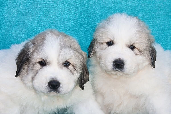 Two Great Pyrenees puppies sitting together against a blue background