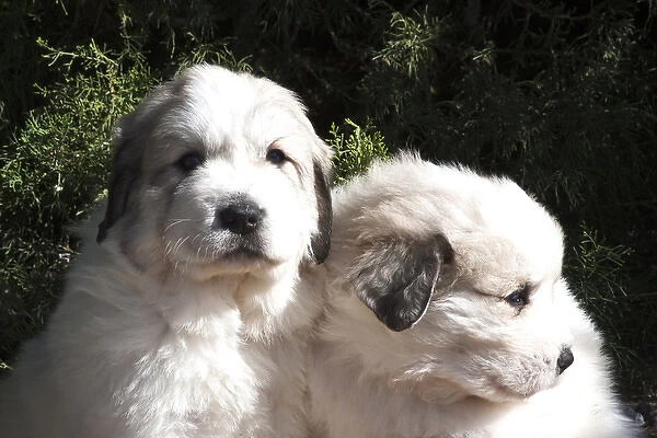 Two Great Pyrenees puppies sitting together in front of a Juniper tree