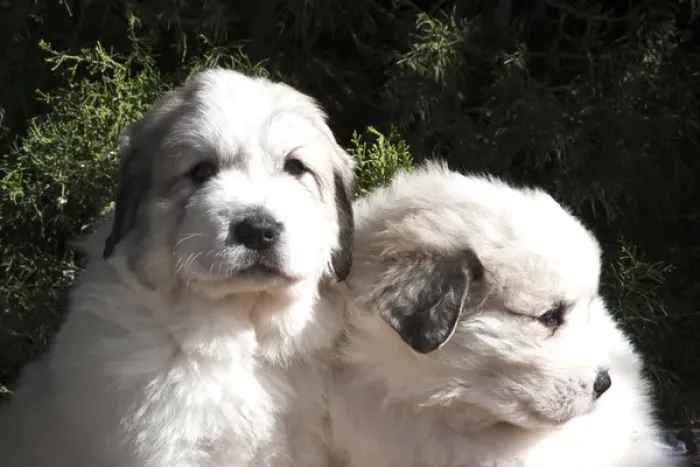 Framed Print : Two Great Pyrenees puppies sitting together in front of a Juniper tree Framed Print : Two Great Pyrenees puppies sitting together in front of a Juniper tree