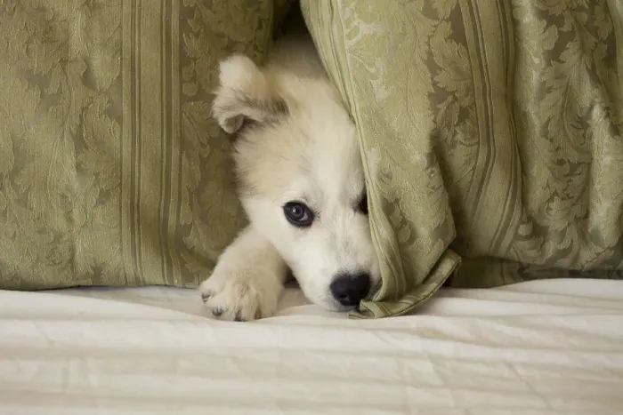 Framed Print : Great Pyrenees puppy hiding behind fabric