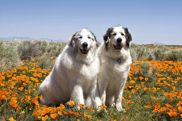 Two Great Pyrenees sitting together in a field of wild Poppy flowers in Antelope