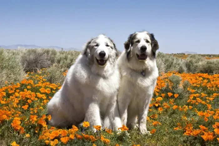 Framed Print : Two Great Pyrenees sitting together in a field of wild Poppy flowers in Antelope