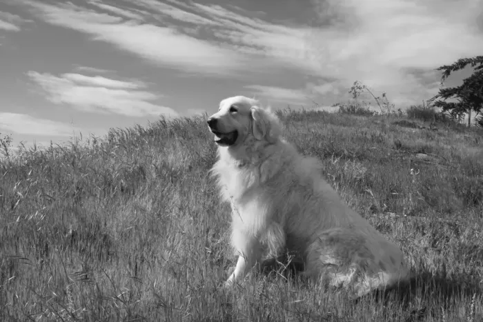Framed Print : Great Pyrenees sitting on grassy hillside Framed Print : Great Pyrenees sitting on grassy hillside