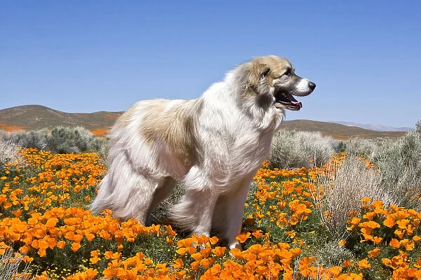 A Great Pyrenees standing in a field of wild Poppies at Antelope Valley in California
