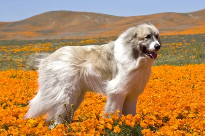 Framed Print : A Great Pyrenees standing in a field of wild Poppy flowers in Antelope Valley California Framed Print : A Great Pyrenees standing in a field of wild Poppy flowers in Antelope Valley California