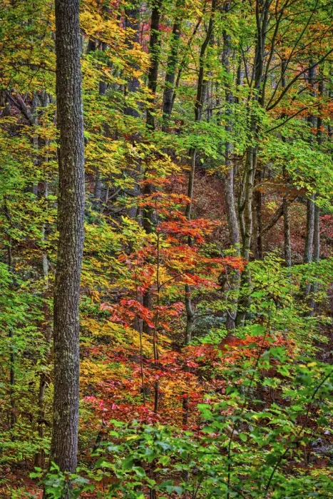Framed Print : Great Smokey Mountains, Tennessee