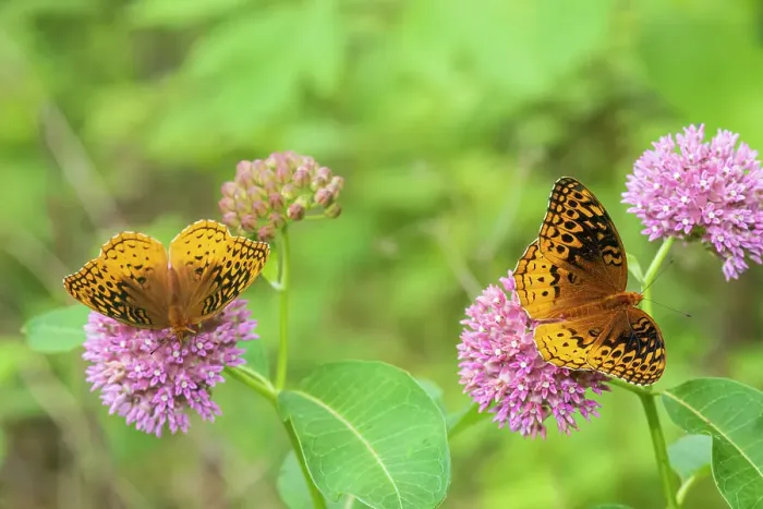 Framed Print : Great Spangled Fritillaries on Purple Milkweed, Marion County, Illinois. (Editorial Use Only)