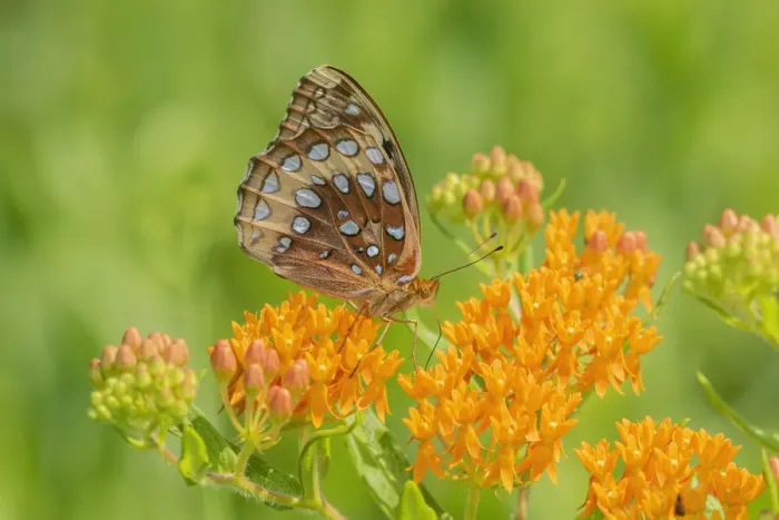 Framed Print : Great Spangled Fritillary on butterfly milkweed