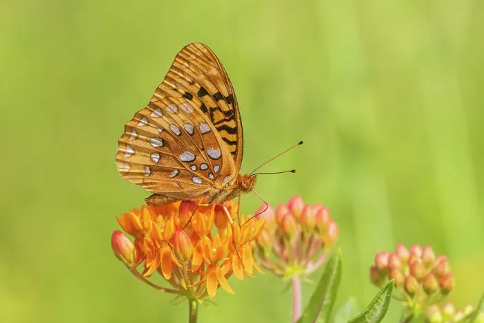 Framed Print : Great Spangled Fritillary, Marion County, Illinois, USA Framed Print : Great Spangled Fritillary, Marion County, Illinois, USA
