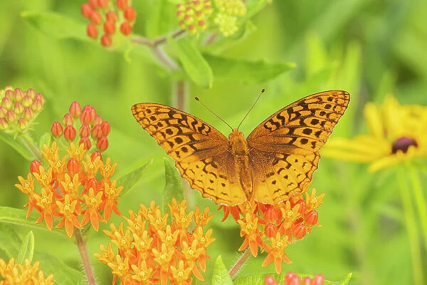 Great Spangled Fritillary, Marion County, Illinois, USA. (Editorial Use Only)