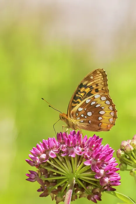 Framed Print : Great spangled fritillary on purple milkweed, Marion County, Illinois