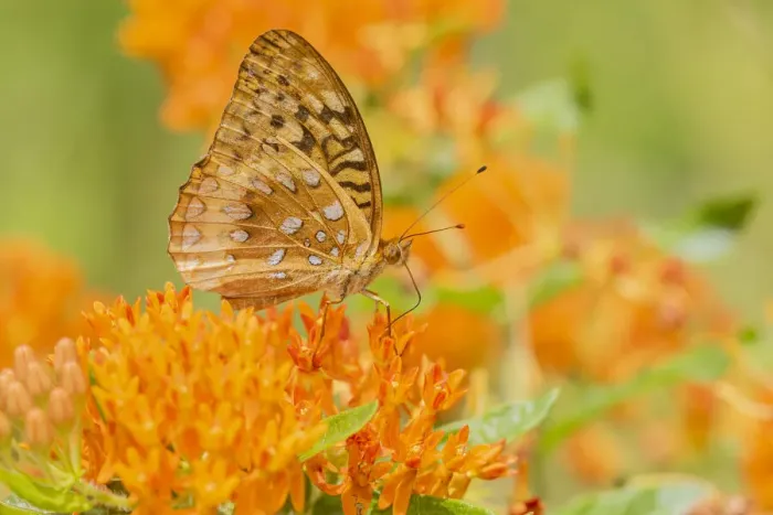 Framed Print : Great Spangled Fritillary (Speyeria cybele) on Butterfly Milkweed (Asclepias tuberosa) Framed Print : Great Spangled Fritillary (Speyeria cybele) on Butterfly Milkweed (Asclepias tuberosa)
