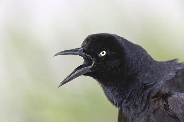 Great-tailed Grackle close-up, South Padre Island, Texas