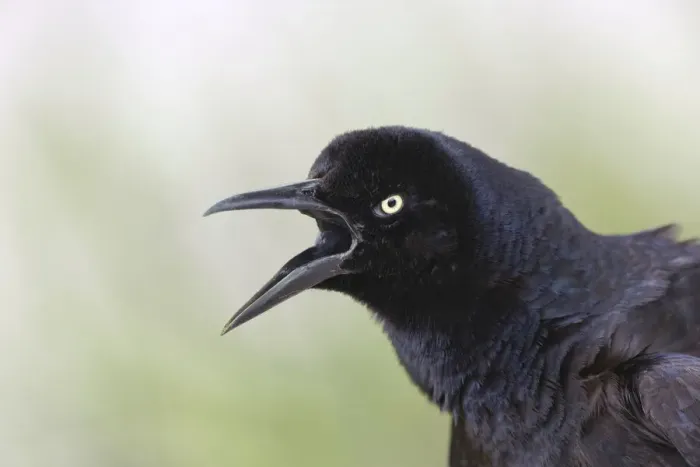Framed Print : Great-tailed Grackle close-up, South Padre Island, Texas Framed Print : Great-tailed Grackle close-up, South Padre Island, Texas