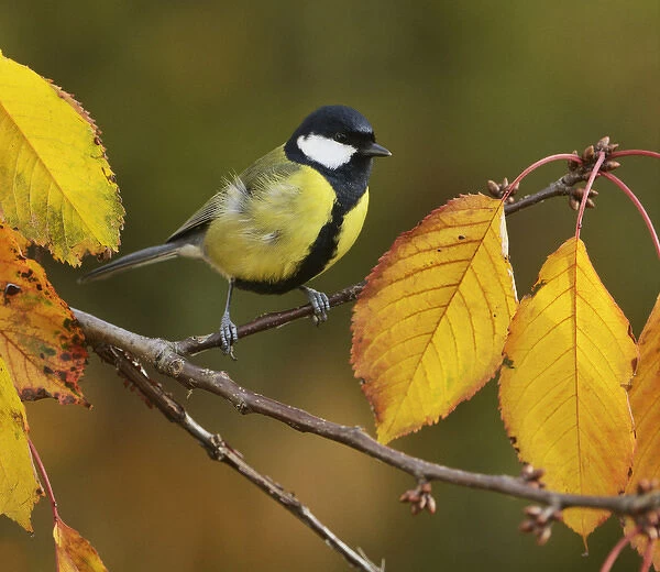 Great Tit (Parus major), adult perched on autumn branch of Cherry tree (Prunus sp