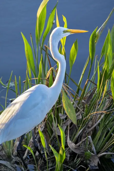 Framed Print : Great White Egret, Florida, USA