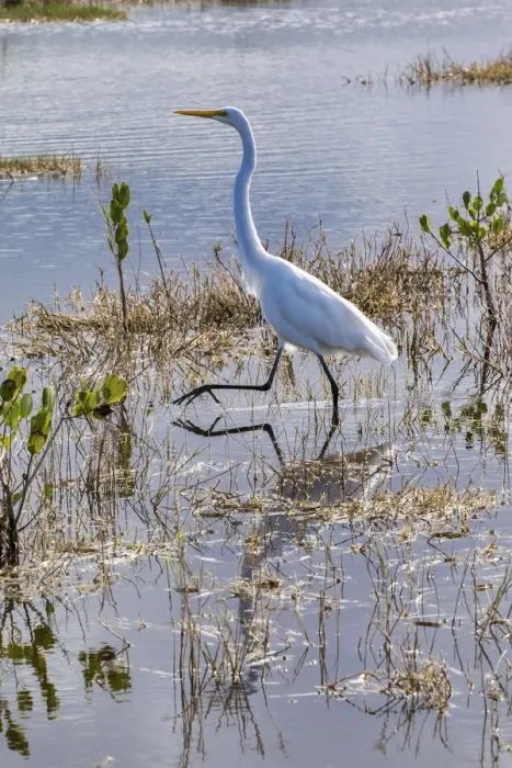 Framed Print : Great white egret wading, Merritt Island nature preserve, Florida, USA Framed Print : Great white egret wading, Merritt Island nature preserve, Florida, USA