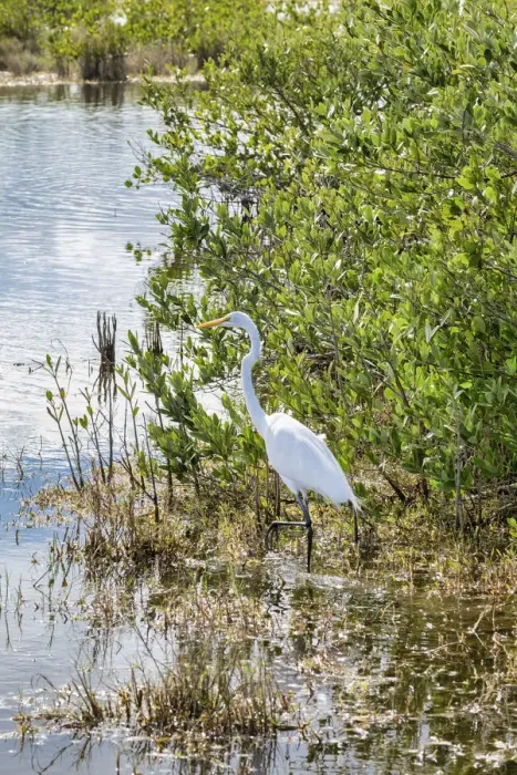 Framed Print : Great White Egret wading, Merritt Island nature preserve, Florida, USA Framed Print : Great White Egret wading, Merritt Island nature preserve, Florida, USA