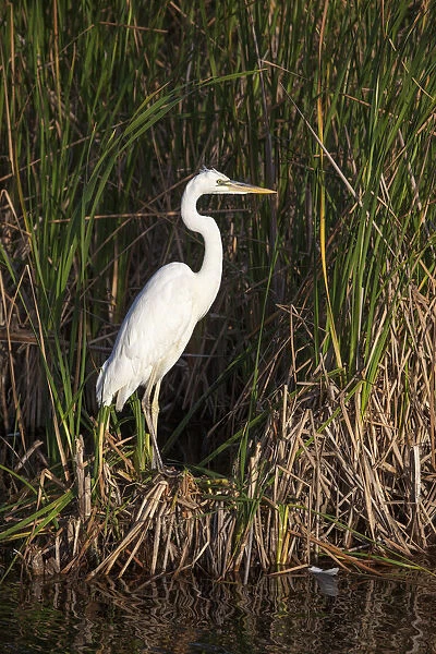A great white heron poses in a south Florida wetland
