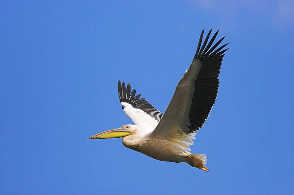 Great White Pelican (Pelecanus onocrotalus) flying in the Danube Delta. Europe
