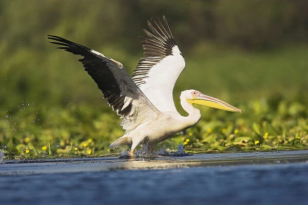 Great White Pelican (Pelecanus onocrotalus) in the Danube Delta taking off for flight