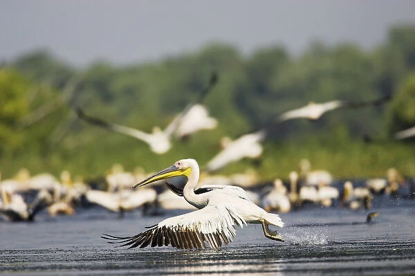 Great White Pelican (Pelecanus onocrotalus) in the Danube Delta taking off for flight