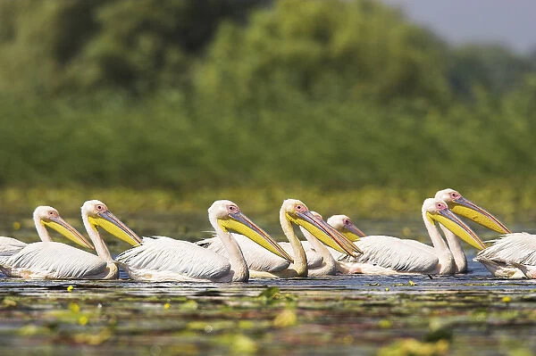 Great White Pelican (Pelecanus onocrotalus) in the Danube Delta