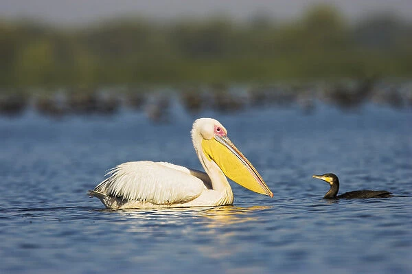 Great White Pelican (Pelecanus onocrotalus) in the Danube Delta. Europe, Eastern Europe