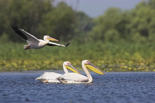Great White Pelican (Pelecanus onocrotalus) in the Danube Delta