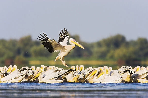 Great White Pelican (Pelecanus onocrotalus) in the Danube Delta, landing in the water