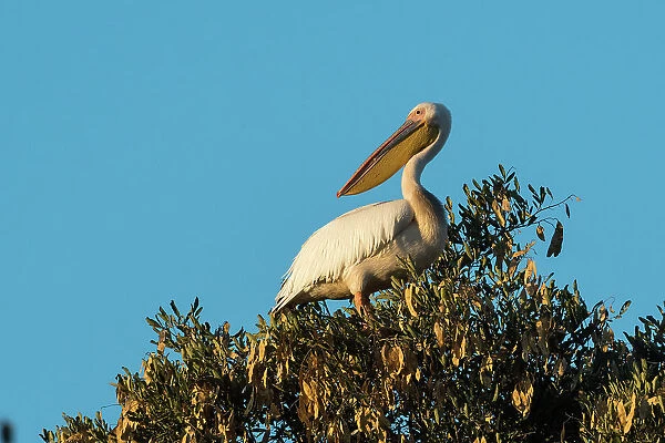 A great white pelican, Pelecanus onocrotalus, on a tree top. Khwai Concession, Okavango Delta, Botswana