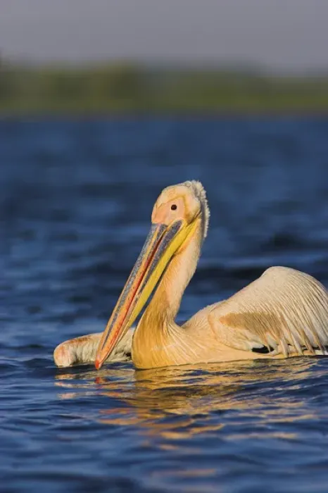 Framed Print : Great White Pelican (Pelecanus onocrotalus) in the Danube Delta