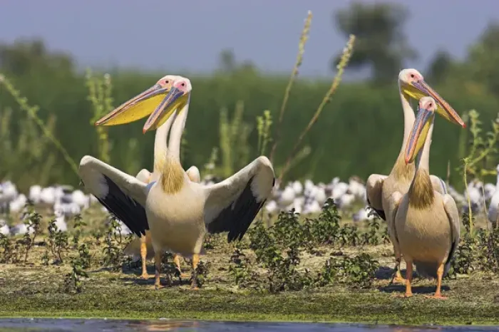 Framed Print : Great White Pelican (Pelecanus onocrotalus) in the Danube Delta