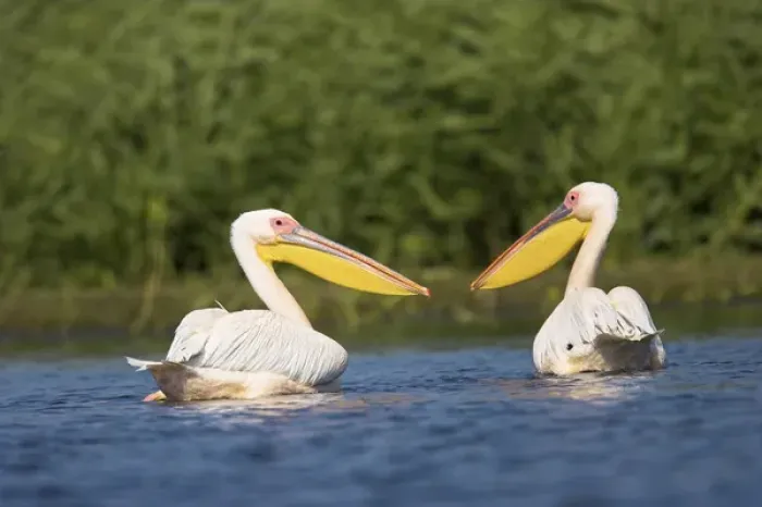 Framed Print : Great White Pelican (Pelecanus onocrotalus) in the Danube Delta. Europe, Eastern Europe
