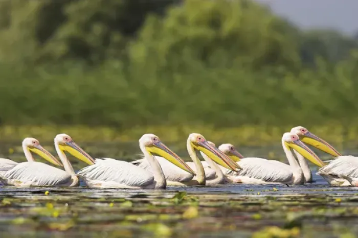 Framed Print : Great White Pelican (Pelecanus onocrotalus) in the Danube Delta