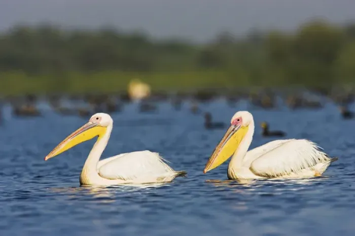 Framed Print : Great White Pelican (Pelecanus onocrotalus) in the Danube Delta. Europe, Eastern Europe Framed Print : Great White Pelican (Pelecanus onocrotalus) in the Danube Delta. Europe, Eastern Europe