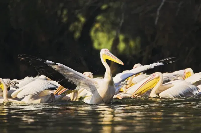 Framed Print : Great White Pelican (Pelecanus onocrotalus) in the Danube Delta. Europe, Eastern Europe