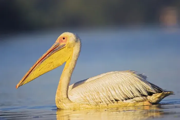Framed Print : Great White Pelican (Pelecanus onocrotalus) in the Danube Delta. Europe, Eastern Europe