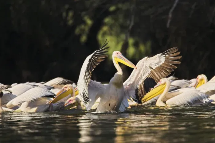 Framed Print : Great White Pelican (Pelecanus onocrotalus) in the Danube Delta. Europe, Eastern Europe Framed Print : Great White Pelican (Pelecanus onocrotalus) in the Danube Delta. Europe, Eastern Europe