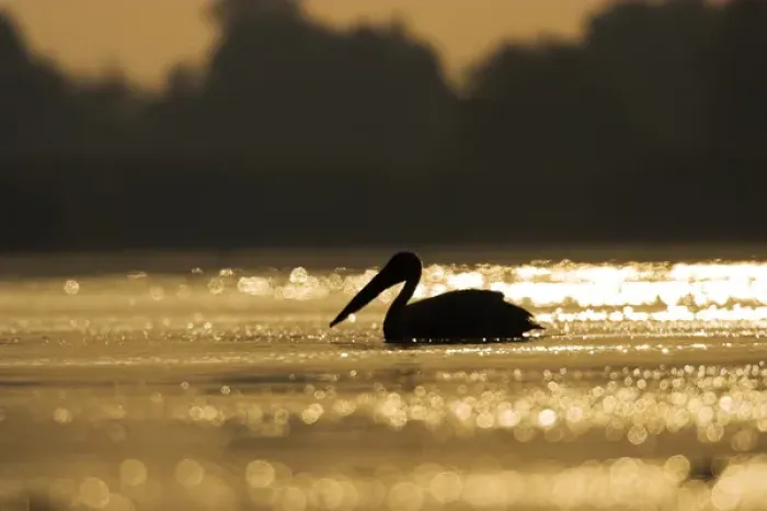 Framed Print : Great White Pelican (Pelecanus onocrotalus) in the Danube Delta. Europe, Eastern Europe