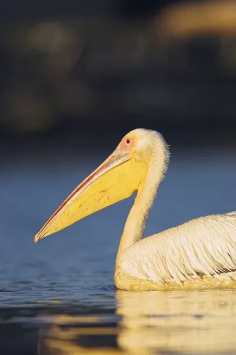 Framed Print : Great White Pelican (Pelecanus onocrotalus) in the Danube Delta. Europe, Eastern Europe Framed Print : Great White Pelican (Pelecanus onocrotalus) in the Danube Delta. Europe, Eastern Europe