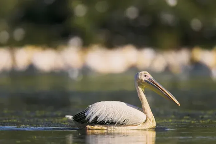 Framed Print : Great White Pelican (Pelecanus onocrotalus) in the Danube Delta. Europe, Eastern Europe Framed Print : Great White Pelican (Pelecanus onocrotalus) in the Danube Delta. Europe, Eastern Europe