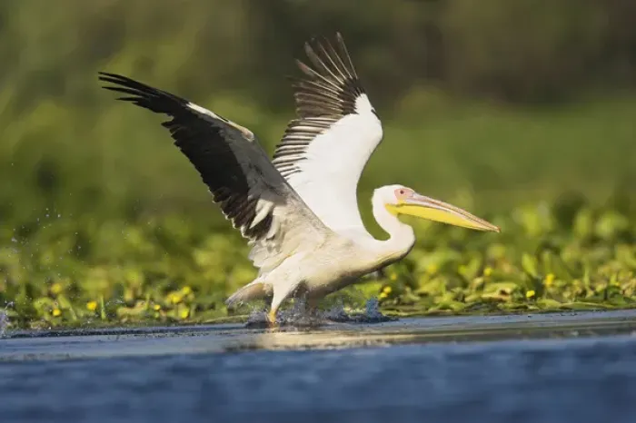 Framed Print : Great White Pelican (Pelecanus onocrotalus) in the Danube Delta taking off for flight