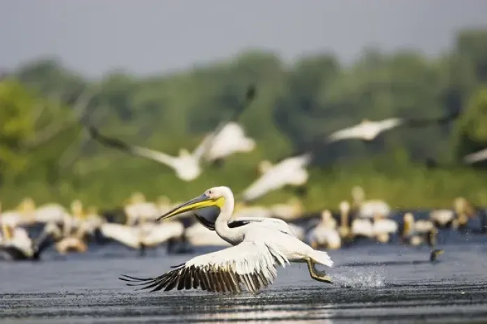 Framed Print : Great White Pelican (Pelecanus onocrotalus) in the Danube Delta taking off for flight