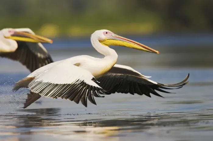 Framed Print : Great White Pelican (Pelecanus onocrotalus) in the Danube Delta taking off for flight Framed Print : Great White Pelican (Pelecanus onocrotalus) in the Danube Delta taking off for flight