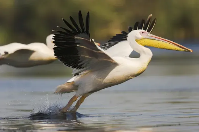 Framed Print : Great White Pelican (Pelecanus onocrotalus) in the Danube Delta taking off for flight Framed Print : Great White Pelican (Pelecanus onocrotalus) in the Danube Delta taking off for flight