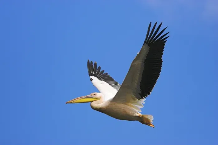 Framed Print : Great White Pelican (Pelecanus onocrotalus) flying in the Danube Delta. Europe