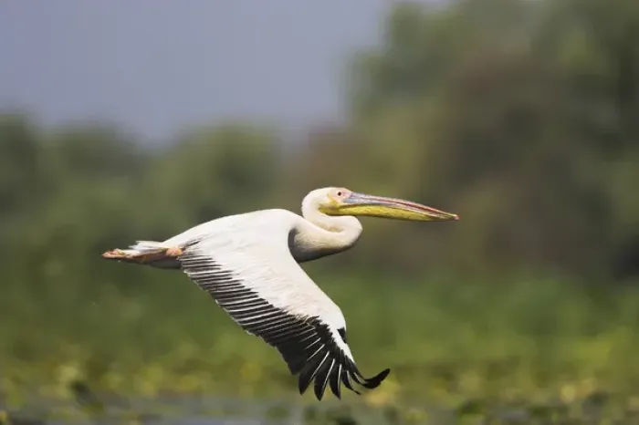 Framed Print : Great White Pelican (Pelecanus onocrotalus) flying in the Danube Delta. Europe Framed Print : Great White Pelican (Pelecanus onocrotalus) flying in the Danube Delta. Europe